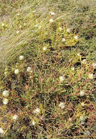 Leucadendron linifolium of a different colour